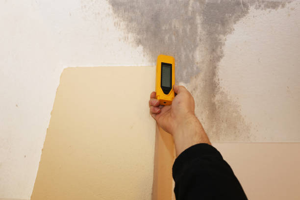 Environmental Consulting for Mold Prevention in Wharton, NJ