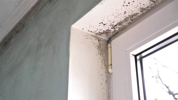 Mold Remediation for Rental Properties in Wharton, NJ