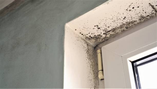 Environmental Consulting for Mold Prevention in Wharton, NJ