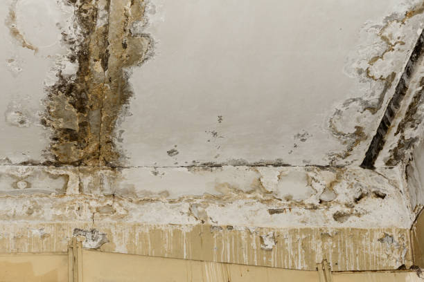 Best Mold Documentation for Insurance Claims  in Wharton, NJ