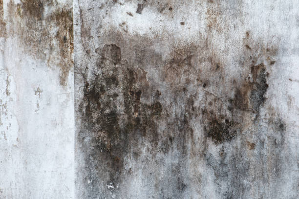 Best Commercial Mold Inspection  in Wharton, NJ