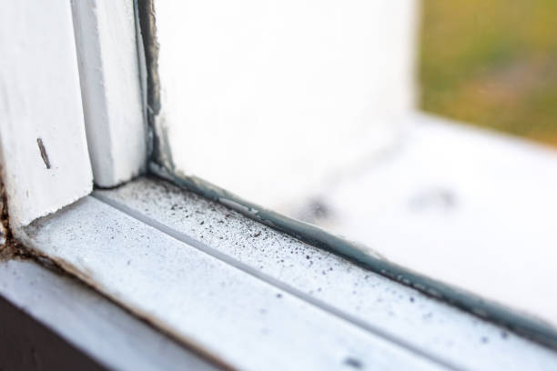 Best Water Damage & Mold Remediation  in Wharton, NJ
